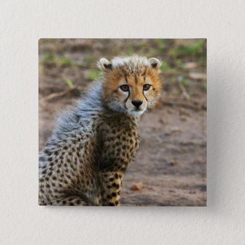 Cheetah Cub Acinonyx Jubatus as seen in the Button