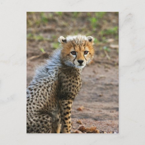 Cheetah Cub Acinonyx Jubatus as seen in the Postcard