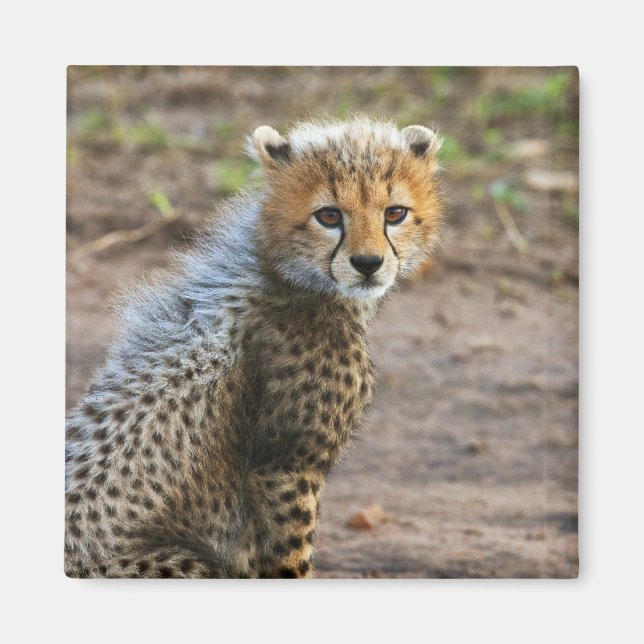 Cheetah Cub Acinonyx Jubatus) Magnet (Front)