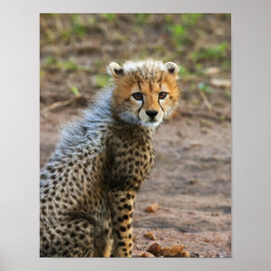 Cheetah Cub Acinonyx Jubatus) Poster