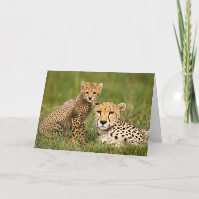 Cheetah Cub and Parent in Grass Card (Front)