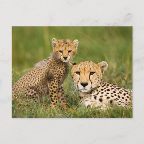 Cheetah Cub and Parent in Grass Postcard