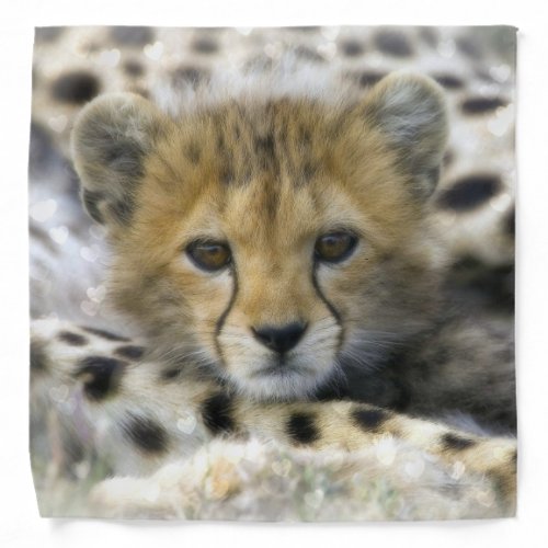 Cheetah CubBandana Bandana