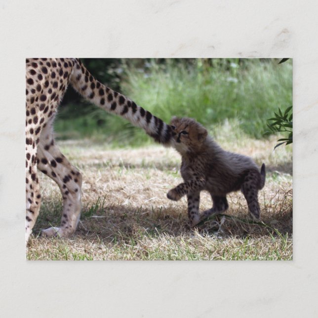 Cheetah cub postcard (Front)