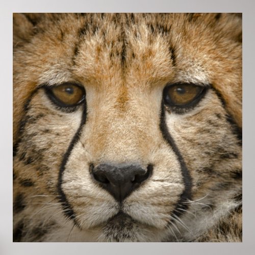 Cheetah cub poster
