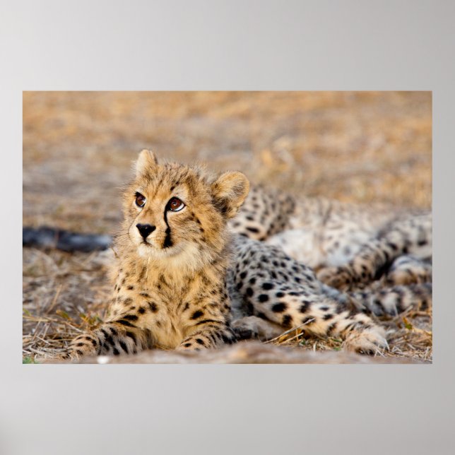 Cheetah Cub Poster (Front)