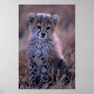 Cheetah Cub Savannah, Kenya Poster