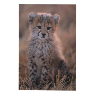 Cheetah Cub Savannah, Kenya Wood Wall Decor