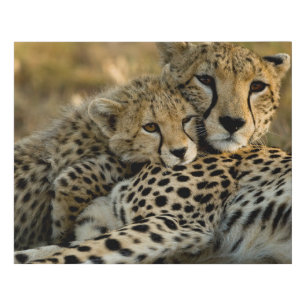 Cheetah Cub Snuggling with its Mom Faux Canvas Print