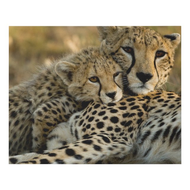 Cheetah Cub Snuggling with its Mom Faux Canvas Print (Front)