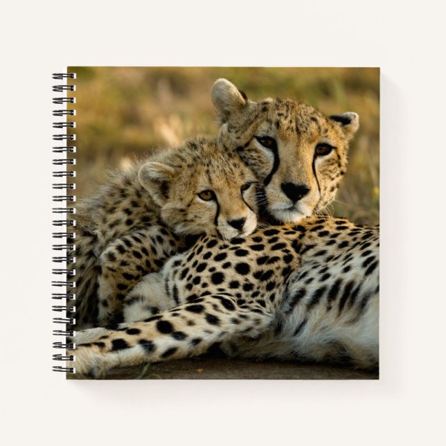 Cheetah Cub Snuggling with its Mom Notebook (Front)