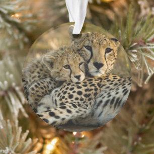 Cheetah Cub Snuggling with its Mom Ornament