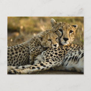 Cheetah Cub Snuggling with its Mom Postcard