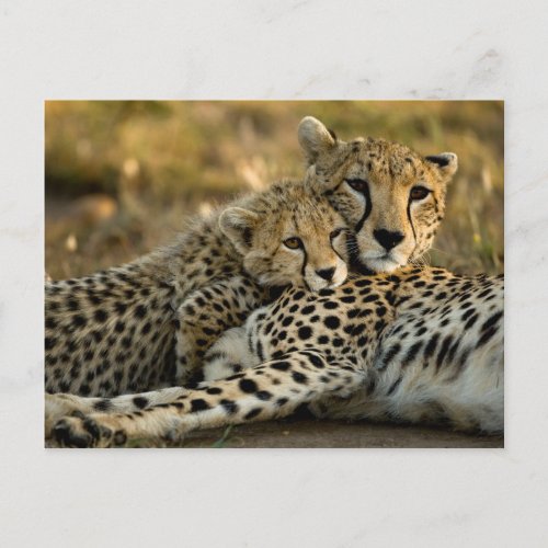 Cheetah Cub Snuggling with its Mom Postcard