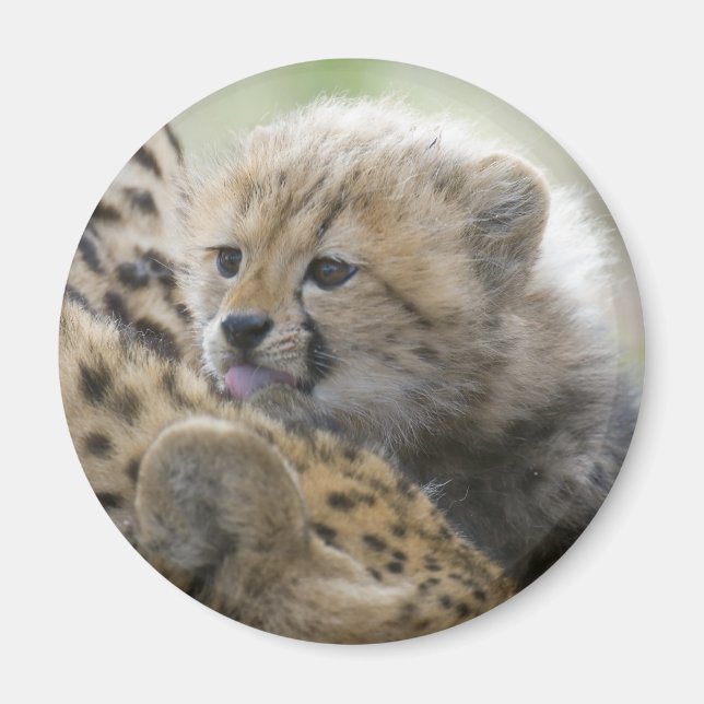 Cheetah Cub with Mom Magnet (Front)