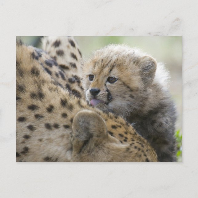 Cheetah Cub with Mom Postcard (Front)