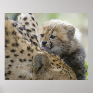 Cheetah Cub with Mom Poster