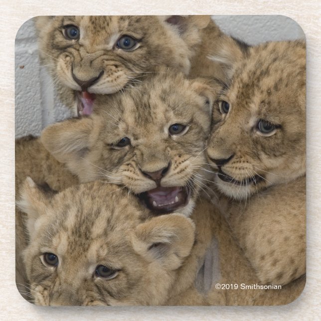 Cheetah Cubs Playing Beverage Coaster (Front)