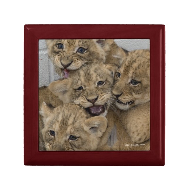 Cheetah Cubs Playing Gift Box (Front)