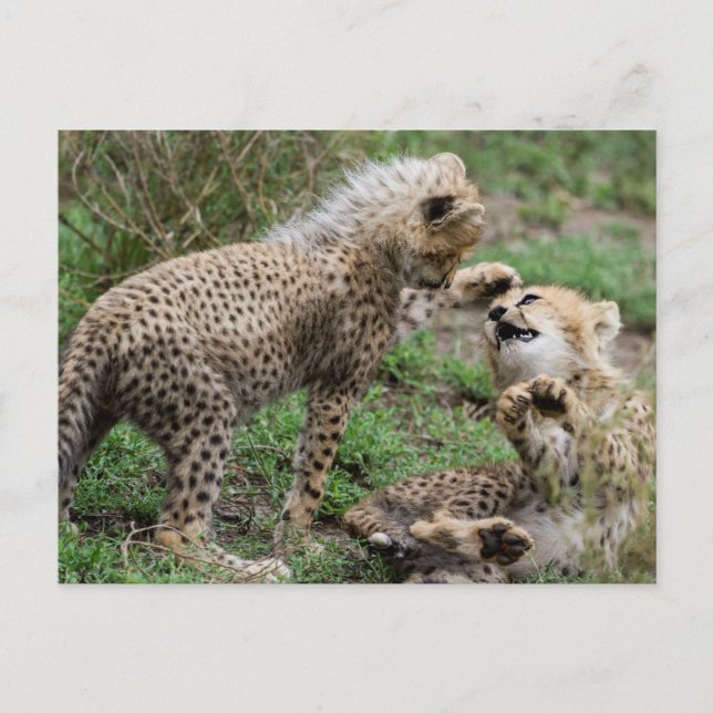 Cheetah Cubs Playing Postcard (Front)