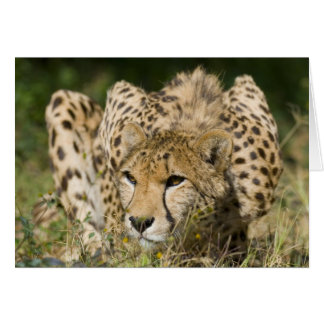 Cheetah Down Low Cards