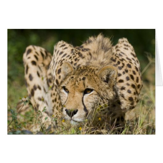 Cheetah Down Low Cards (Front Horizontal)
