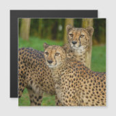Cheetah Duo (Front/Back)