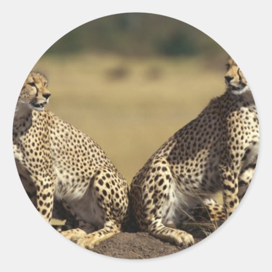 Cheetah Duo Classic Round Sticker
