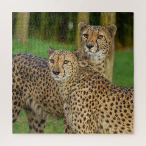 Cheetah Duo Jigsaw Puzzle
