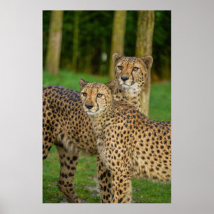 Cheetah Duo Poster
