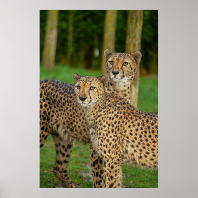 Cheetah Duo Poster (Front)