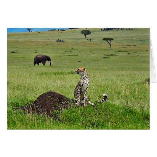 Cheetah elephant cards (Front Horizontal)