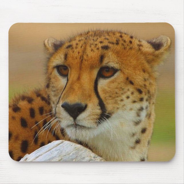 Cheetah Face Wildlife Mousepad (Front)