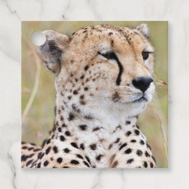 Cheetah Favor Tags (Front)