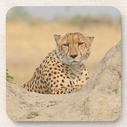 Cheetah Gaze Coaster
