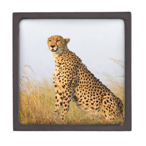 Cheetah Gift Box