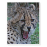 Cheetah Growl Temporary Tattoos