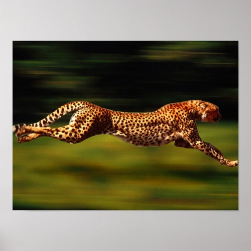 Cheetah Hunting His Prey Poster