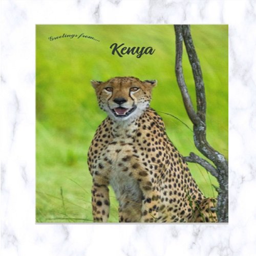 Cheetah in Kenya Postcard