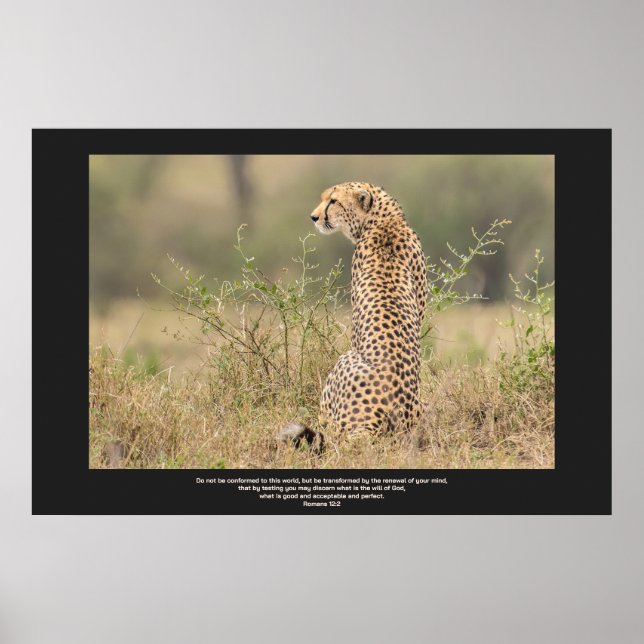 Cheetah In Quiet Contemplation Personalize Text Poster (Front)