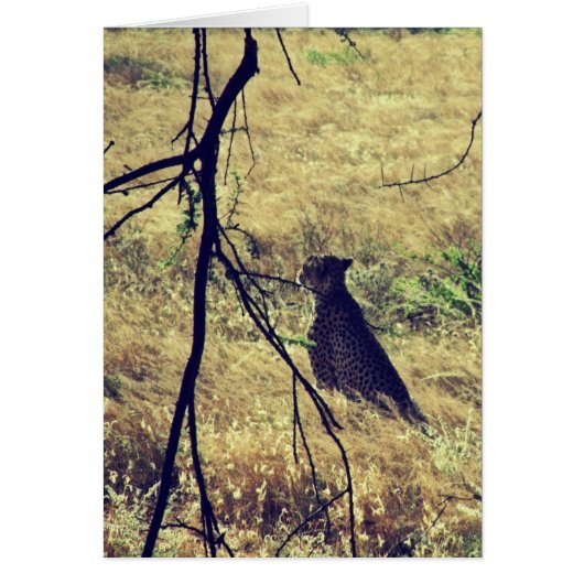 Cheetah in Samburu (Front)