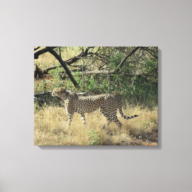 Cheetah In Samburu Canvas Print (Front)