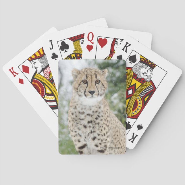 Cheetah in Snow Poker Cards (Back)