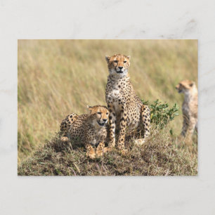 Cheetah in the Savannah of Masai Mara postcard