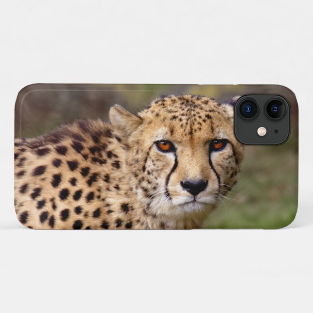 Cheetah iPhone 11 Case (Back (Horizontal))