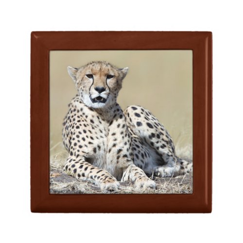 Cheetah Jewelry Box