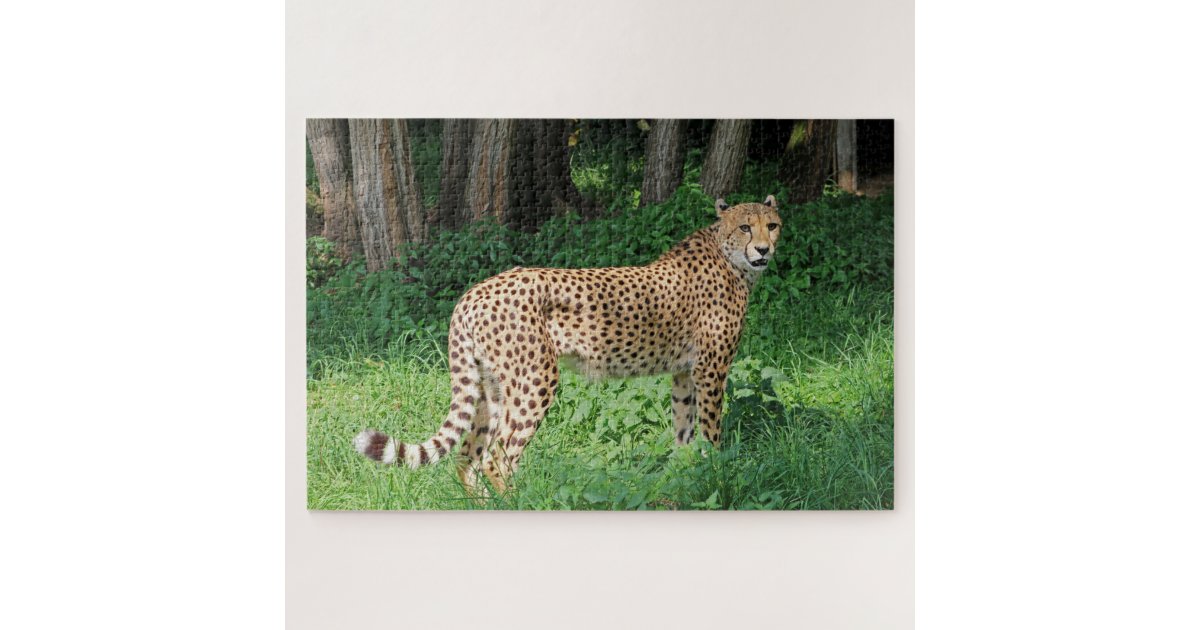 cheetah cat mouse puzzle