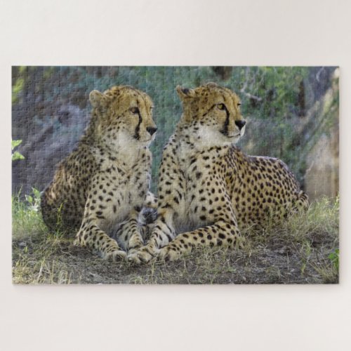 Cheetah Jigsaw Puzzle