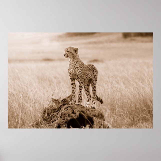 Cheetah Kenya Africa Poster (Front)