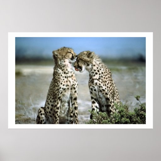 Cheetah Kisses Wildlife Poster | Zazzle